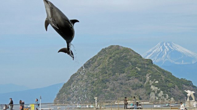 伊豆・三津シーパラダイスでイルカがジャンプする風景