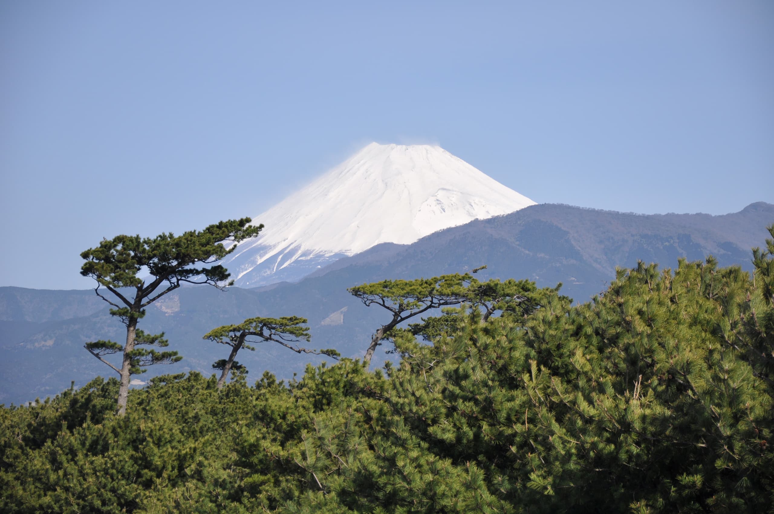 沼津市千本松原越しに見える富士山
